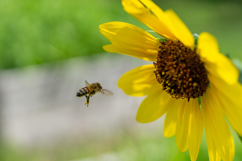 bee pollinator